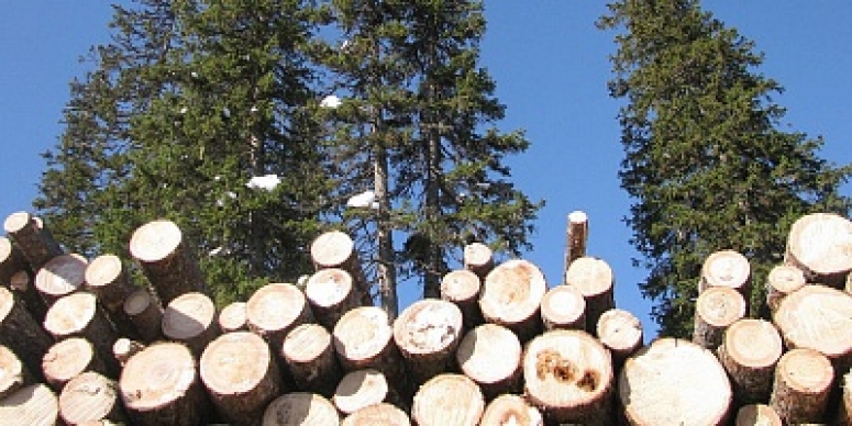 29 июня. Поддержка лесного бизнеса в условиях пандемии